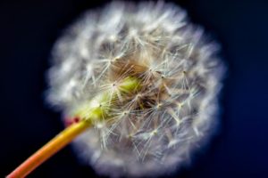 Close-up view of a Dandelion
