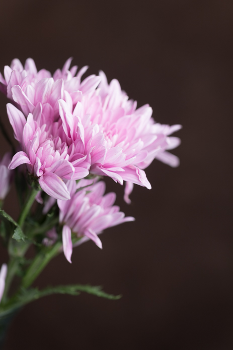 Elinchrom Rotalus Softbox Image