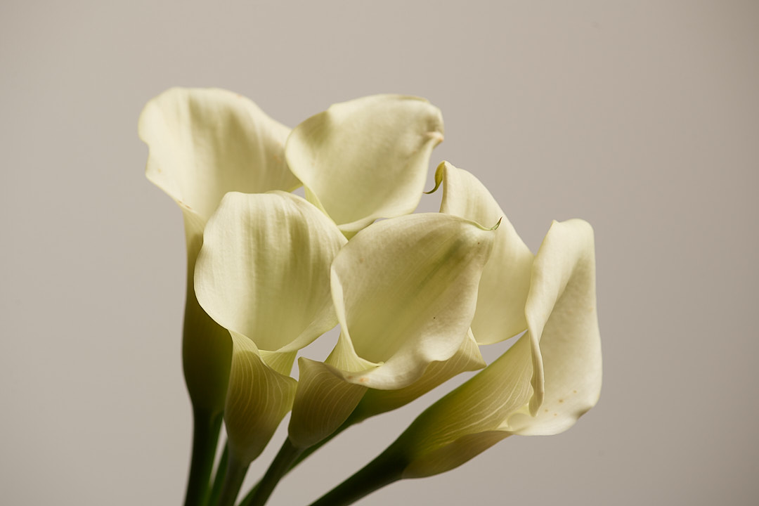Calla Lillies photographed with one light