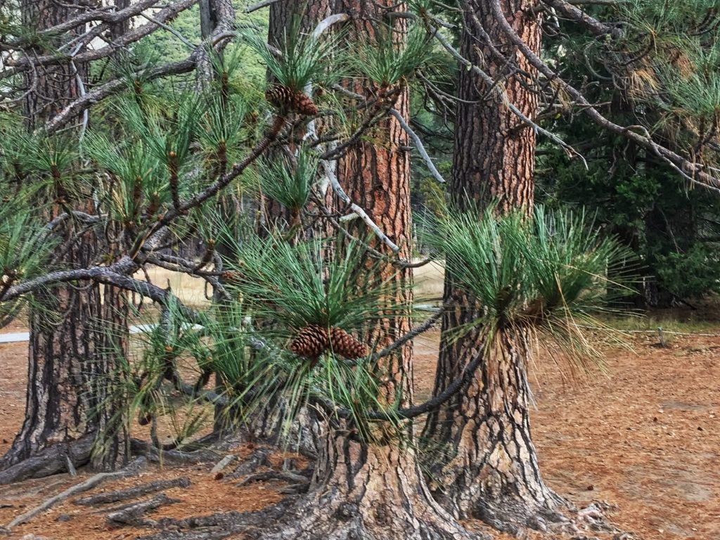 Pine tree detail shot taken by with an iPhone 6plus