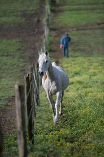 Animal Photography - Rochester MI